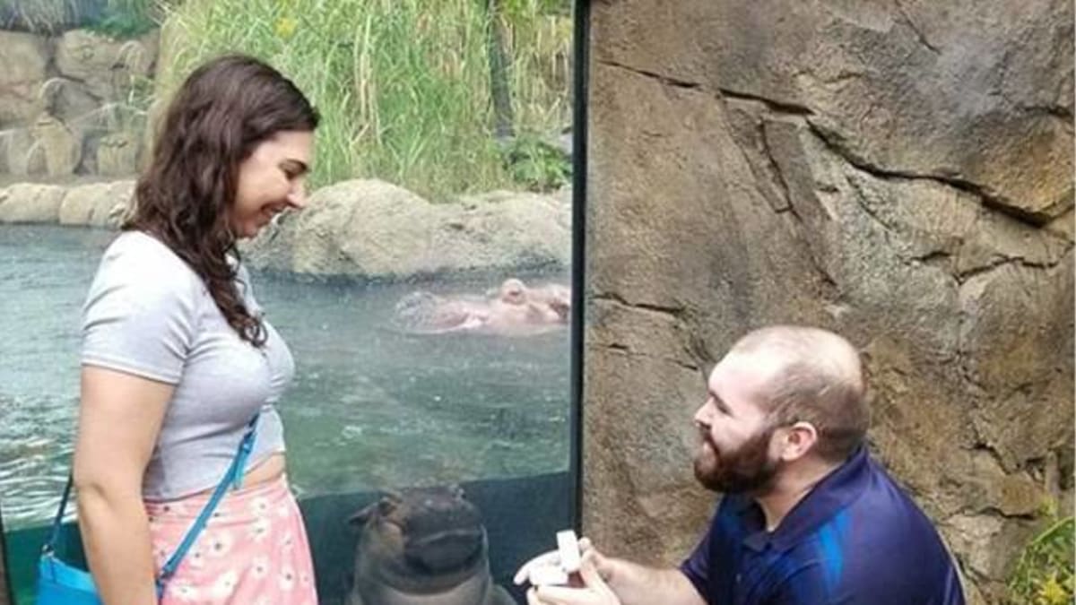Hroch Fiona v Zoo