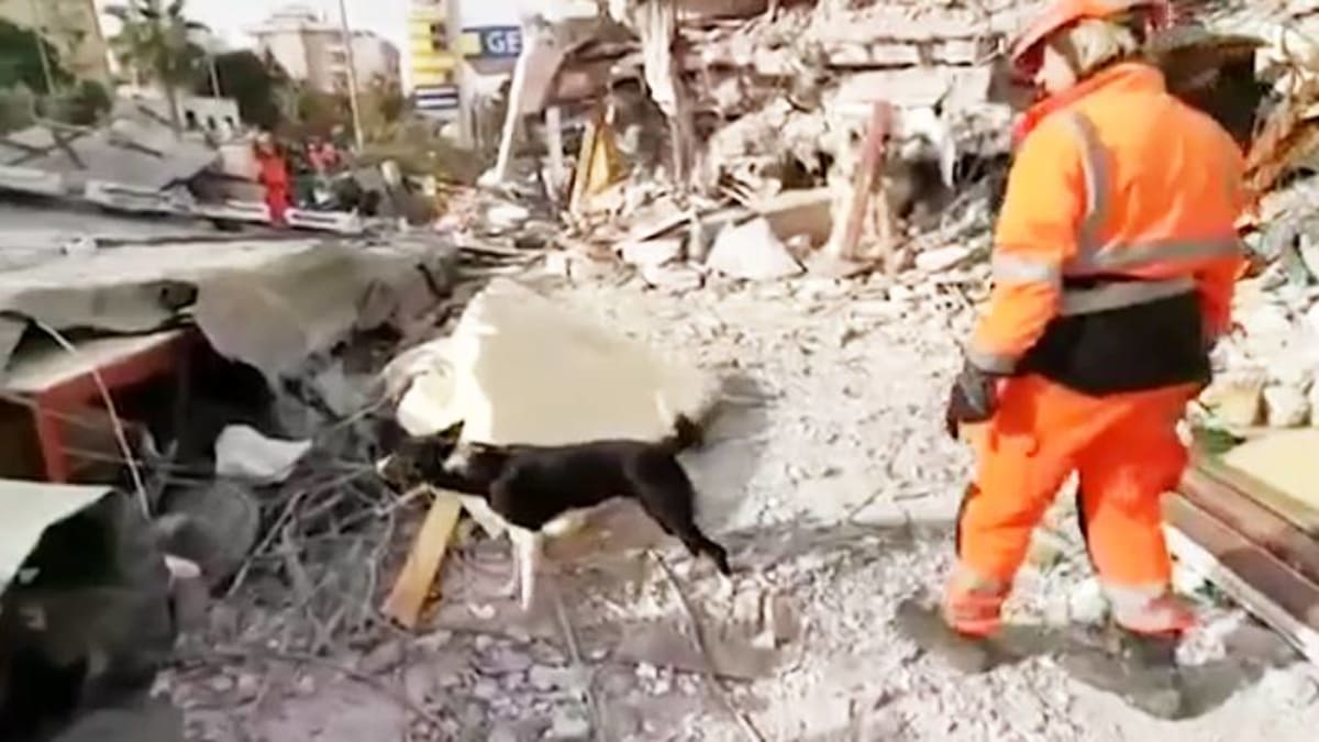 Albánie - hledání obětí zemětřesení pomocí psů