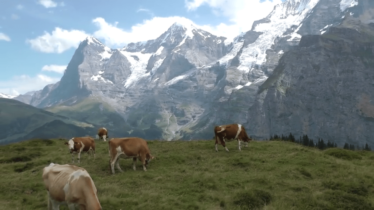 Stádo krav ve Švýcarsku hromadně skočilo ze skály (ilustrační foto)