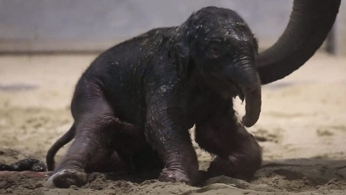 První krůčky novorozeného slona indického