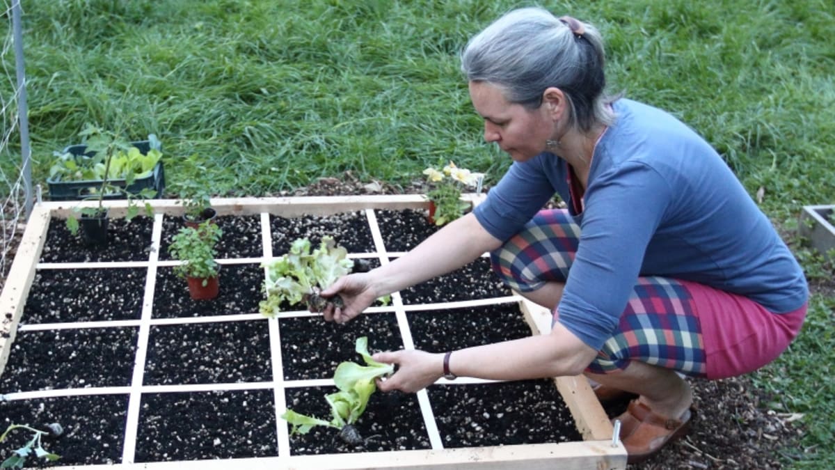 RECEPTÁŘ PRIMA NÁPADŮ: ukážeme výhody pěstování ve čtverečkových zahrádkách