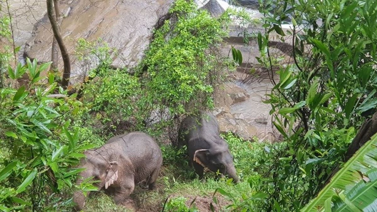 Stádo slonů se v Thajsku zřítilo ze skály