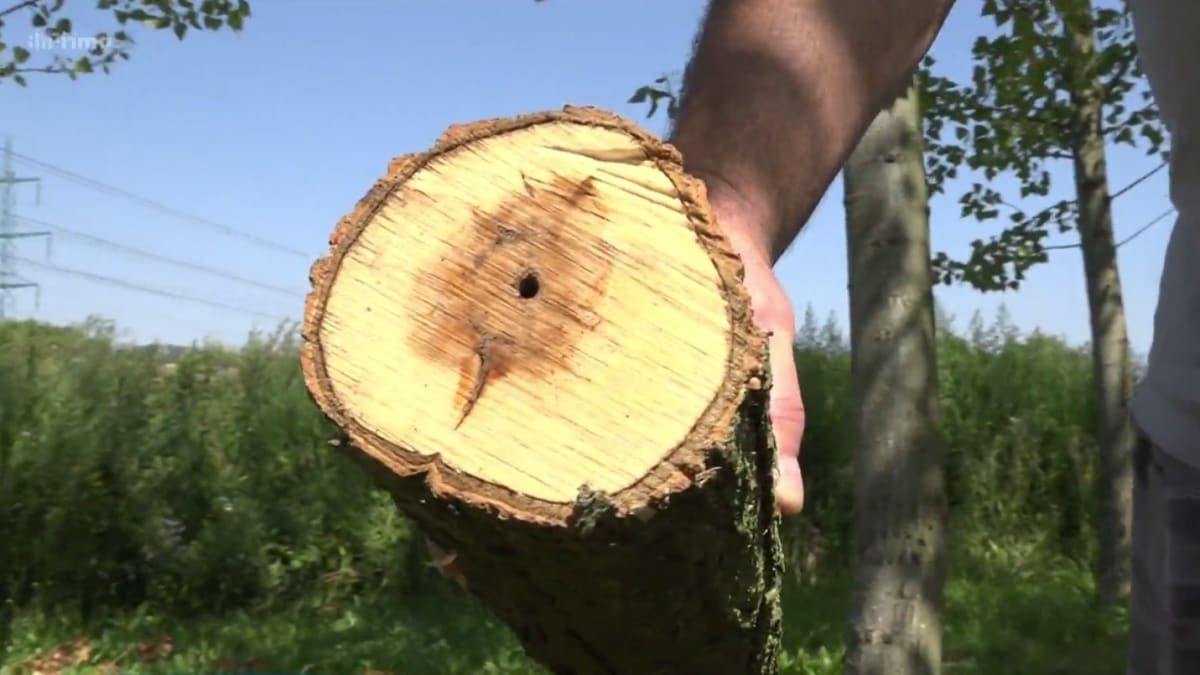 V sadě nedaleko Přerova někdo navrtal a otrávil přes 80 stromů