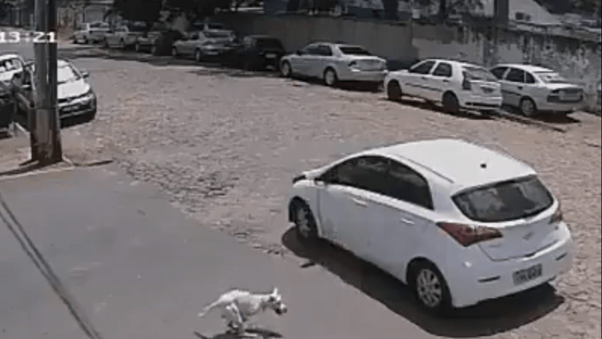 Žena nechala postiženého psa na ulici