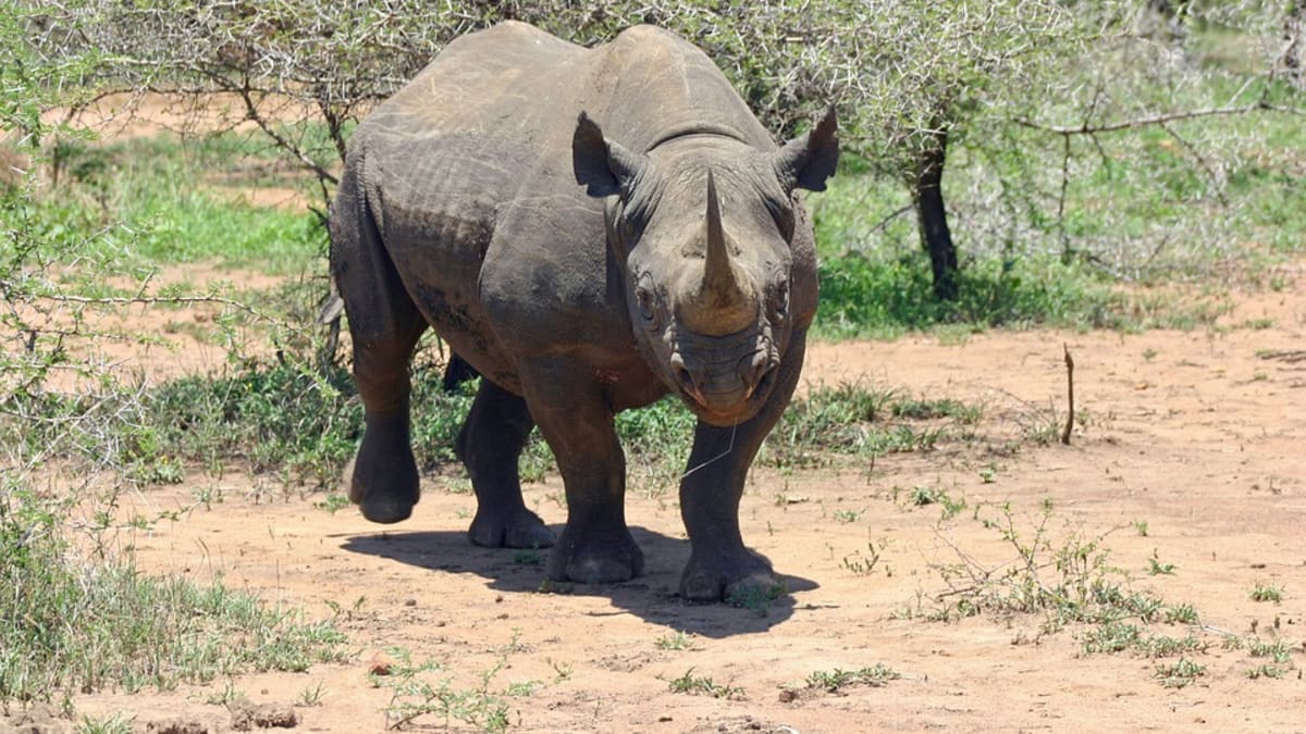 ilustrační foto- nosorožec