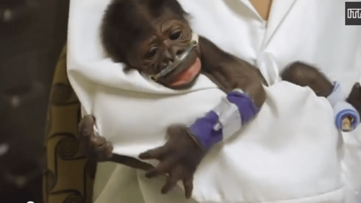 Opičí miminko v nemocnici