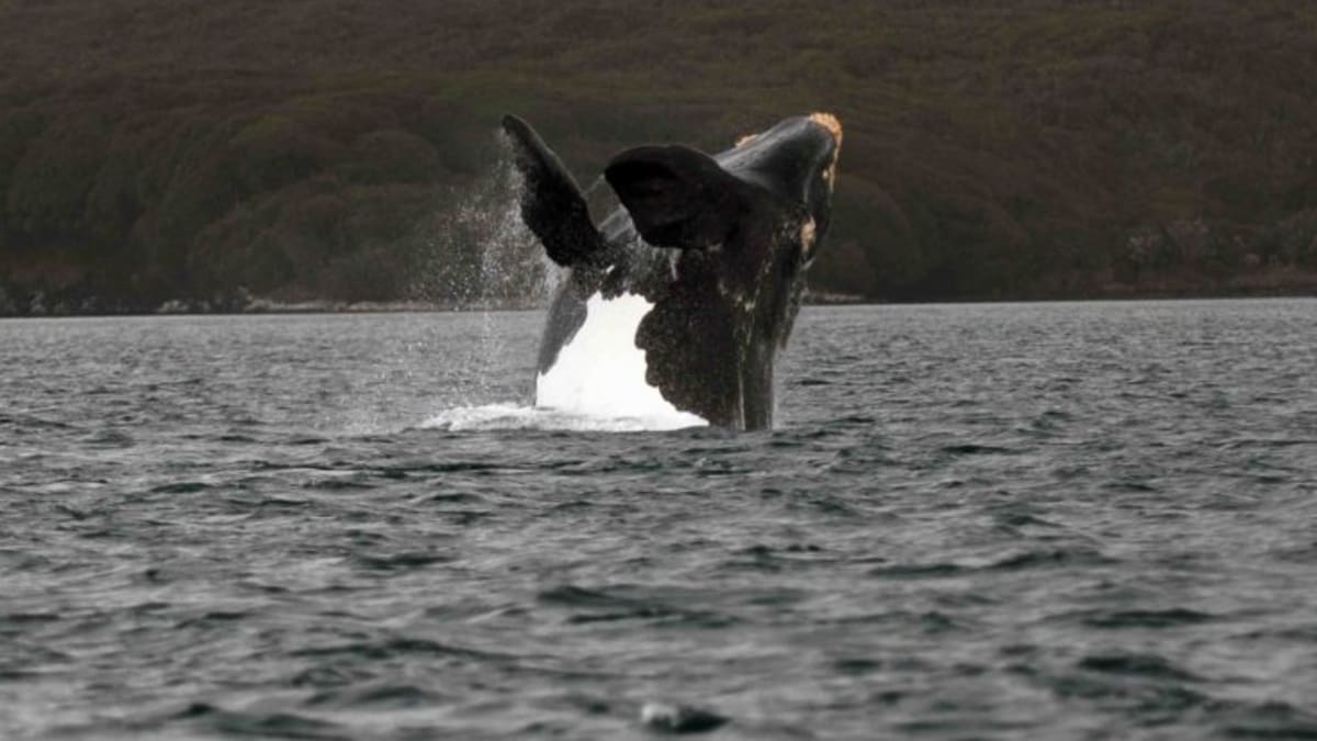 krmení velryby jižní