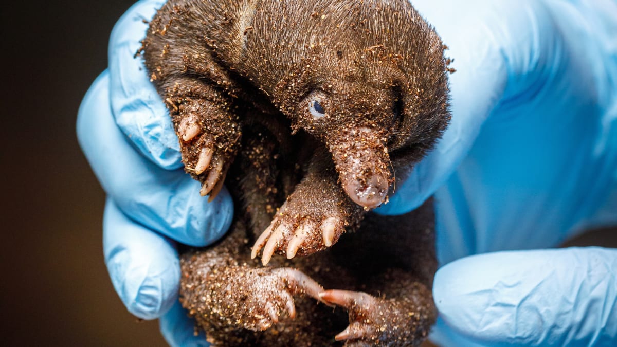 Zoo Praha odchovává první mládě ježury australské
