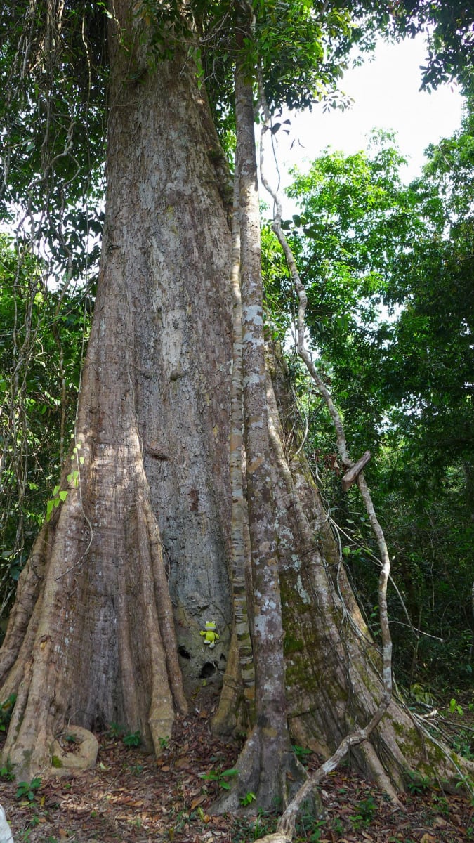 Obří strom, NP Ream, Kambodža