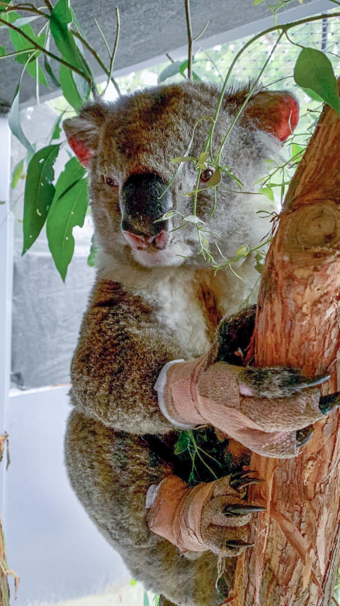 Roger je jedním z koalů, kteří se zotavují v Zoos Victoria. Má tak popálené tlapy, že jej musejí ručně krmit dobrovolníci. Právě na účet Zoos Victoria už Zoo Praha poslala prvních sto tisíc australských dolarů.