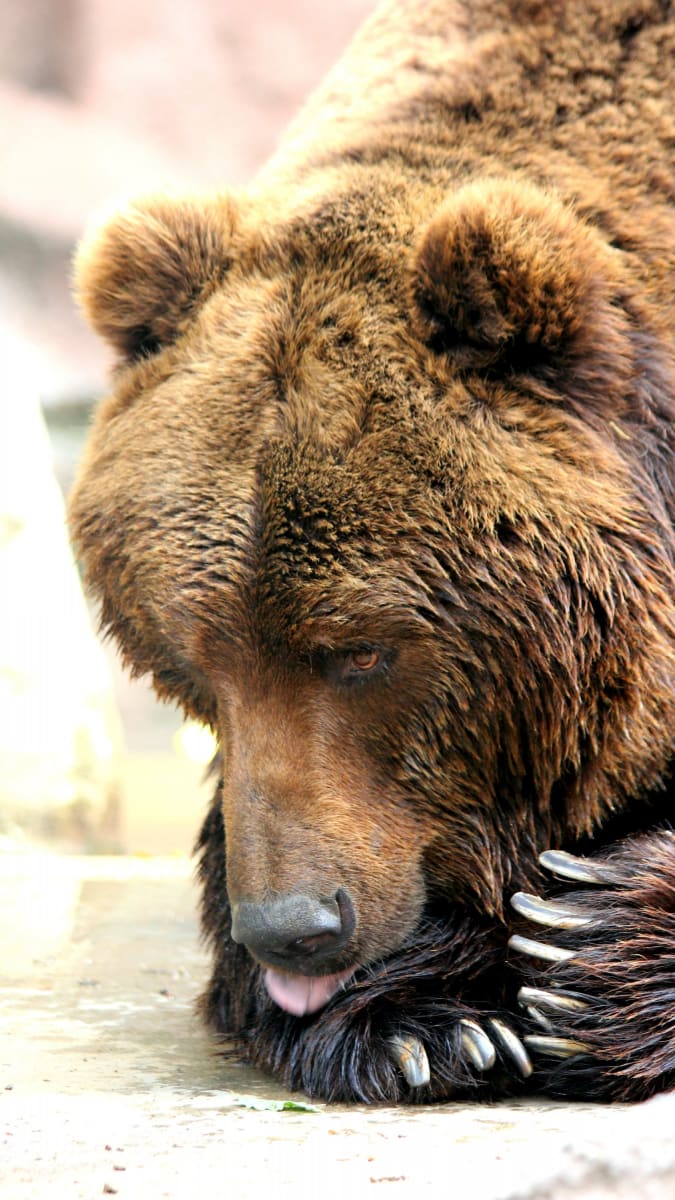 Medvěd se dožil šestadvaceti let