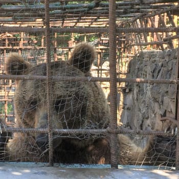 Jeden z mnoha vězněných medvědů v Arménii