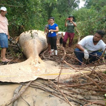 Mrtvá velryba v Amazonce