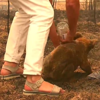 Koala zachráněná před požárem
