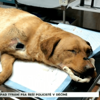 Otřesný případ týraní psa řeší policisté v Děčíně
