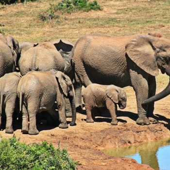 ilustrační foto- sloni