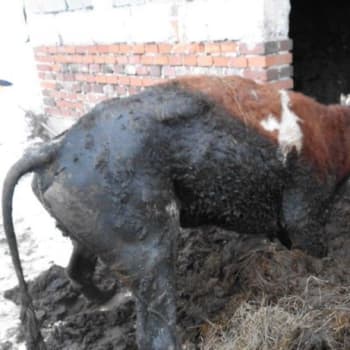 Otřesné týrání zvířat : V chovu byly podvyživené i mrtvé kusy