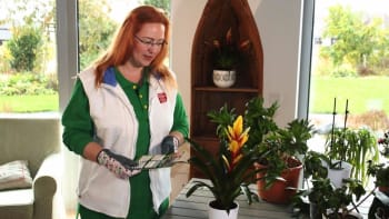 Jak doma pěstovat exotické bromélie? Dozvíte se v pořadu RECEPTÁŘ PRIMA NÁPADŮ