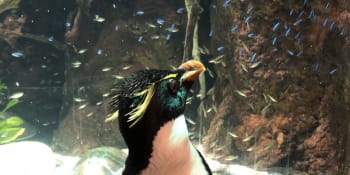VIDEO: Svět tak trochu naruby. Tučňáci nahradili návštěvníky akvária