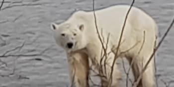 VIDEO: Hladový lední medvěd se odvážil až k městu na Sibiři