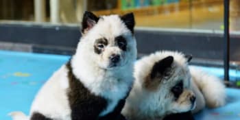 Slyšeli jste už o kavárně s pandími psy?