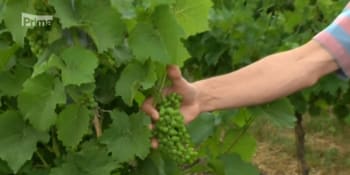 Ve vinicích se stále častěji objevuje nový druh révy! Je odolný proti plísním a mrazům