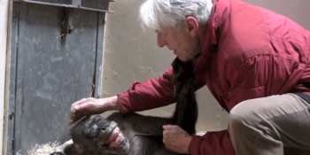 VIDEO: Umírající šimpanz se dojemně rozloučil se svým dlouholetým lidským přítelem