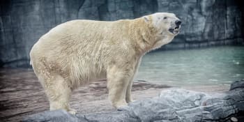 V Singapuru zemřel jediný lední medvěd narozený v tropech