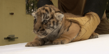 VIDEO: Tygří mláďata ze zlínské zoo poprvé bez matky. Podívejte se, jak se jim daří