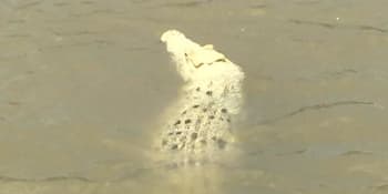 V Austrálii se povedlo zachytit neobvyklý jev. Jednu z řek obývá vzácný bílý krokodýl!