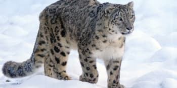 VIDEO: Smrtelné objetí. Sněžný leopard si udržel kořist i během dlouhého pádu ze srázu