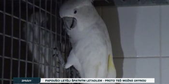 Papoušci letěli špatným letadlem, a proto teď možná uhynou