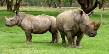 Čína po 25 letech zákazu uvažuje o opětovném povolení obchodování s rohy nosorožců