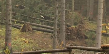 Lesníci: Následky vichřice budeme likvidovat až do jara. Do některých lesů je stále zákaz vstupu