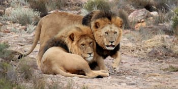 Karma je zdarma: Pytláky lovící nosorožce v Jihoafrické republice rozcupovali lvi