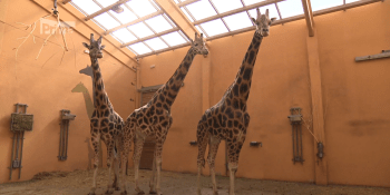 VIDEO: Krmení žiraf nebo sbírání vajec mezi pštrosy. Náš reportér si vyzkoušel práci ošetřovatele v zoo. Jak mu to šlo?