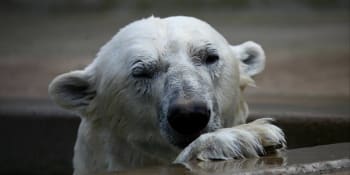 Brněnská zoo truchlí! Po akutní operaci zubů uhynul lední medvěd Umca