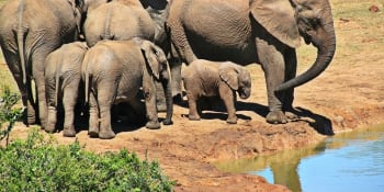 Studie: Pytláci v Africe zabíjí méně slonů. Obchod se slonovinou ale roste