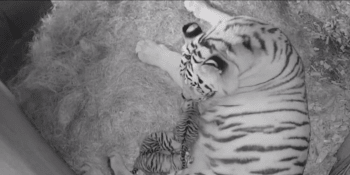 VIDEO: Zlínská zoo slaví! Narodila se tři mláďata kriticky ohroženého druhu tygra