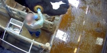 VIDEO: Týrání zvířat nebo pro člověka užitečný výzkum? Díry do krav zveřejnili francouzští ochránci