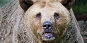Drama na Aljašce: Medvěd se rozběhl proti skupině turistů. Průvodce si rychle poradil
