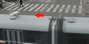 VIDEO: Labutí samec cestoval na střeše tramvaje, odchytář městské policie ho vrátil do bezpečí