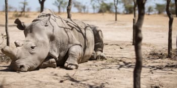 Vědci neztrácejí naději: I po smrti Sudána můžou nosorožce severní bílé zachránit