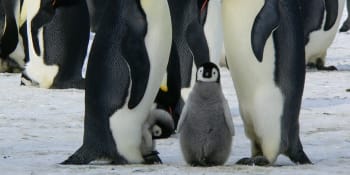Řeč tučňáků podléhá stejným pravidlům jako ta naše