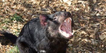 Tasmánští čerti vymírají. Zachránit je mohou lidské léky proti rakovině