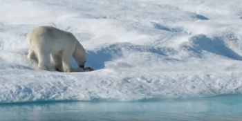 Nový druh kanibala: lední medvěd!