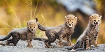 Týdenní mláďata geparda byla spatřena v severní Tanzanii