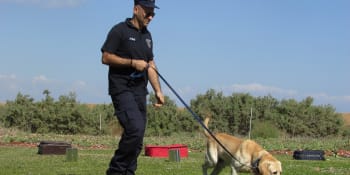 Vědci naklonovali policejního psa. Běžný pětiletý výcvik by měl zvládnout za necelý rok
