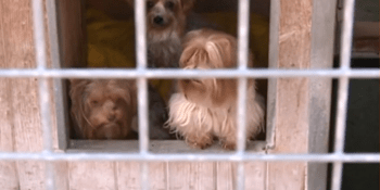 Veterináři chtějí omezit nelegální psí množírny. Pomoci mají nová pravidla
