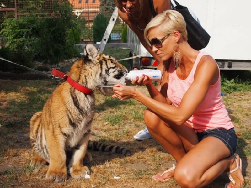 Hanka Mašlíková s tygrem